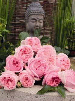 Nostalgie®-Edelrose 'Voyage' ® -Angebote Blumen Takt Store edelrose voyage m094363 w 0