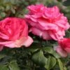 Edelrose 'Walzertraum' -Angebote Blumen Takt Store edelrose walzertraum m005620 h 0