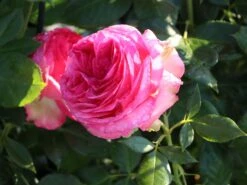 Edelrose 'Walzertraum' -Angebote Blumen Takt Store edelrose walzertraum m005620 w 2