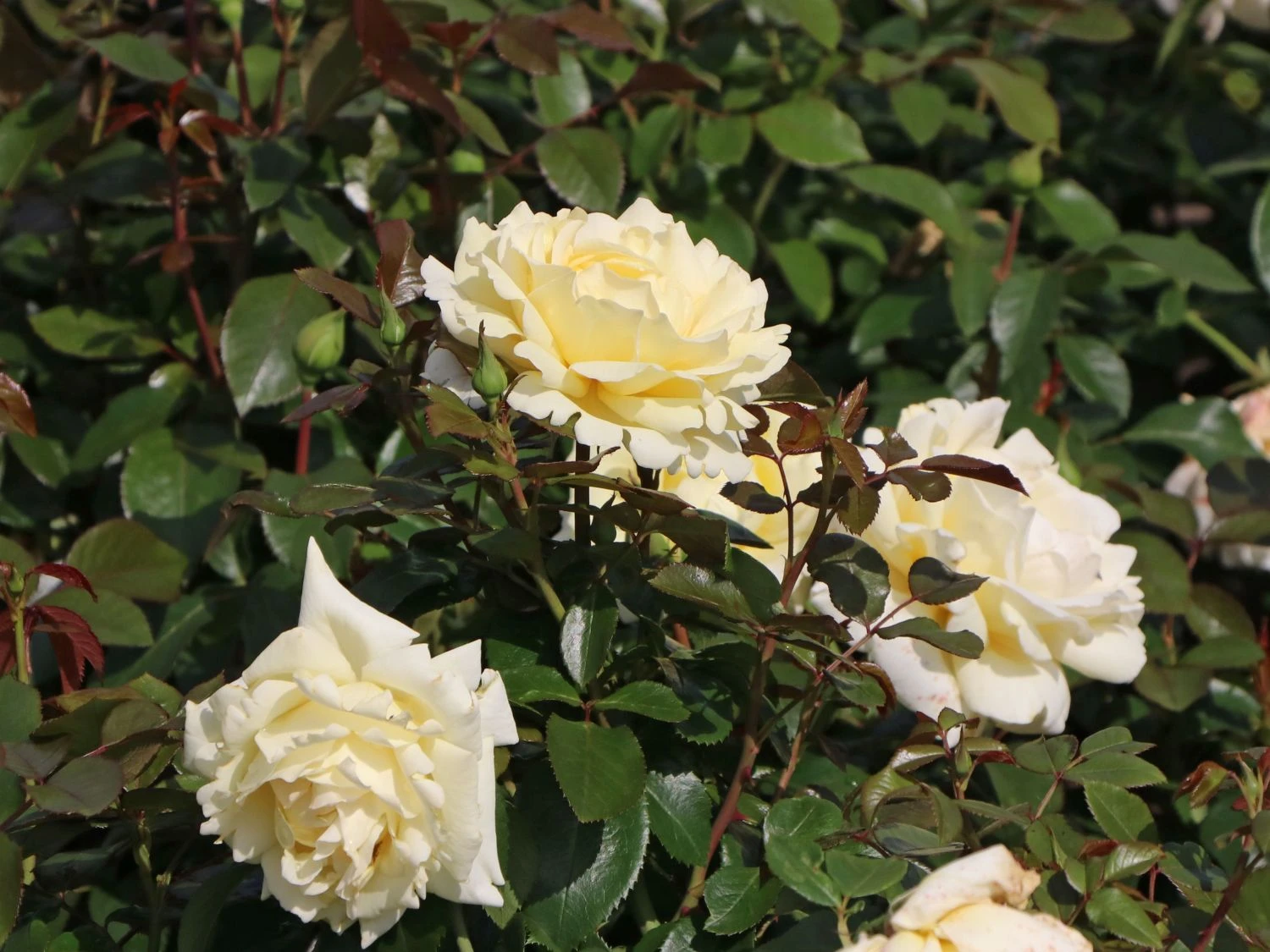 Edelrose 'Winter Sun' ® 8 Edelrose 'Winter Sun' ® – Bild 6
