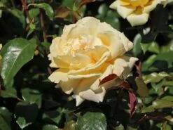 Edelrose 'Winter Sun' ® 15 Edelrose 'Winter Sun' ® -Angebote Blumen Takt Store edelrose winter sun m052547 w 2