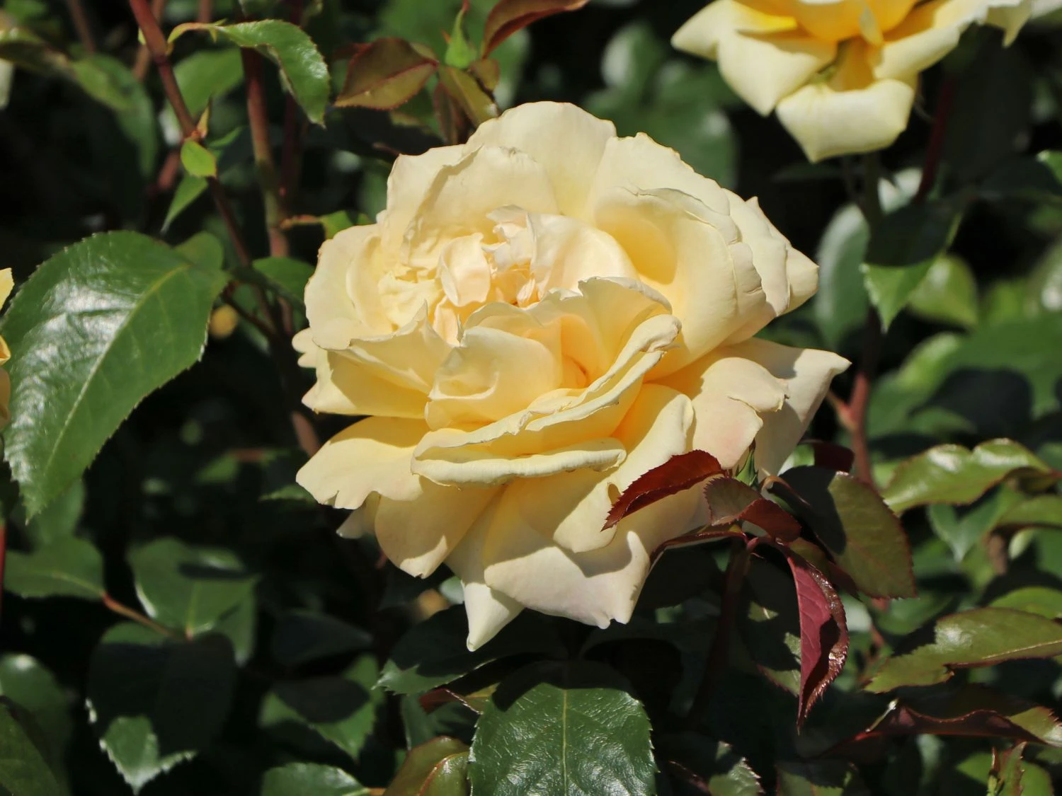 Edelrose 'Winter Sun' ® 7 Edelrose 'Winter Sun' ® – Bild 5
