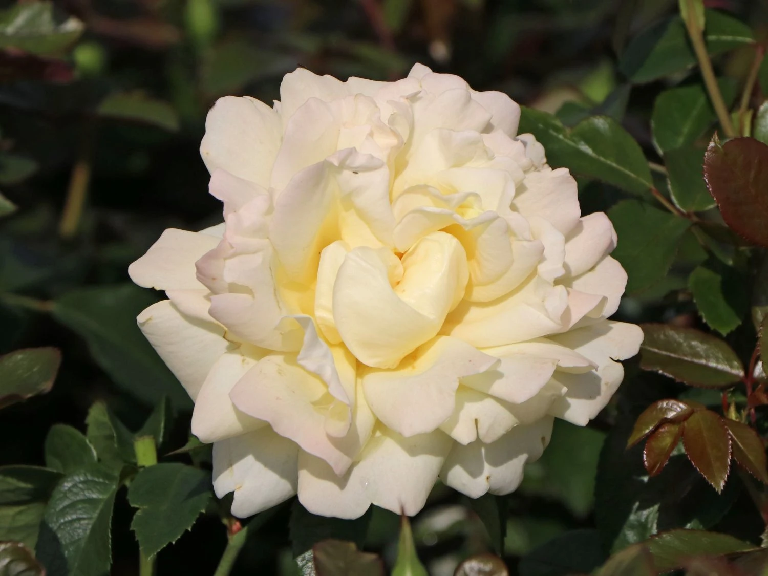 Edelrose 'Winter Sun' ® 6 Edelrose 'Winter Sun' ® – Bild 4