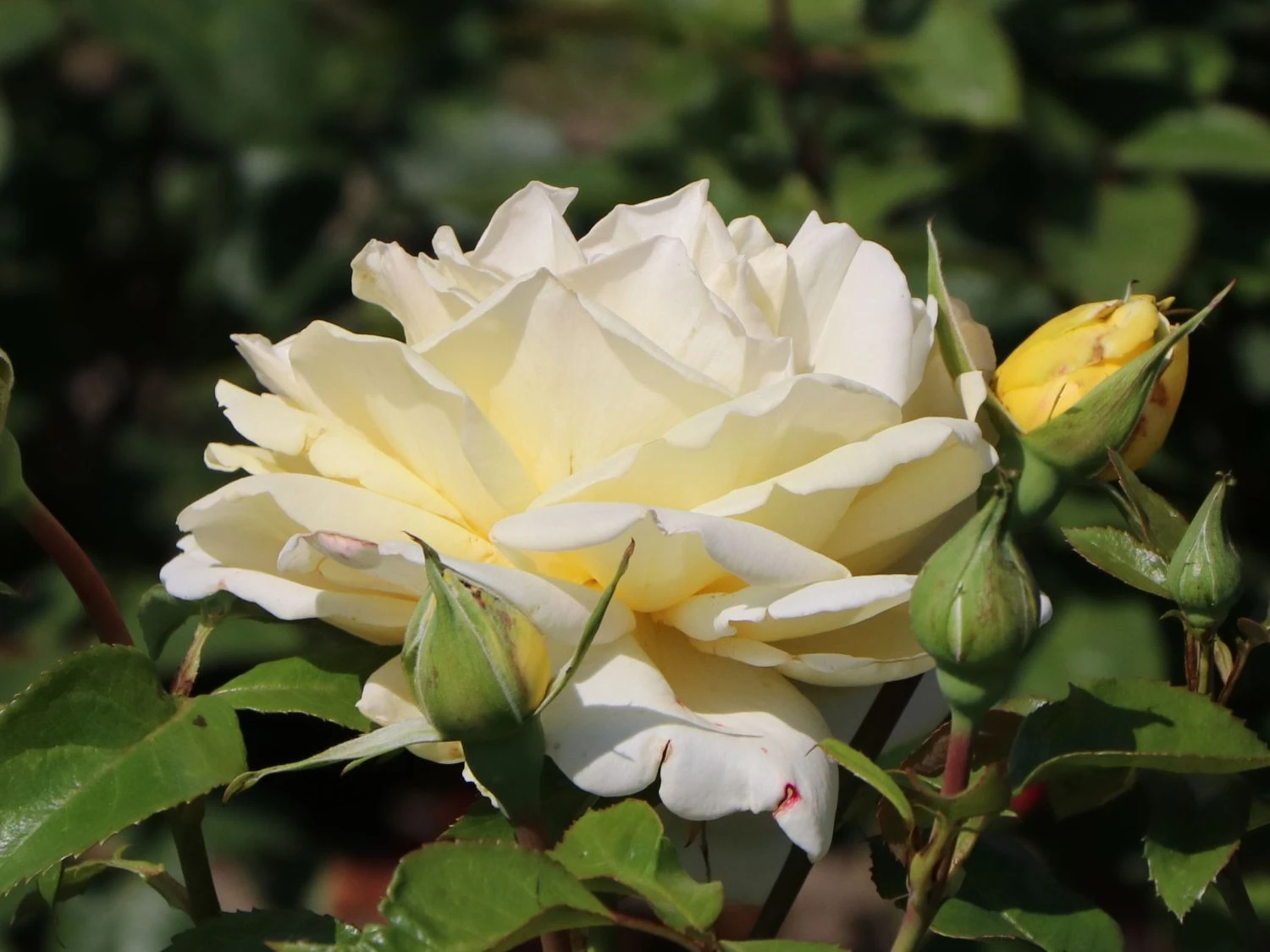 Edelrose 'Winter Sun' ® 9 Edelrose 'Winter Sun' ® – Bild 7