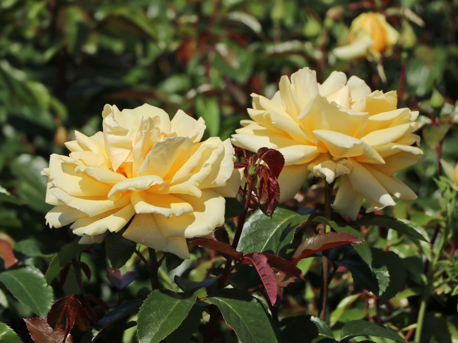 Edelrose 'Winter Sun' ® 10 Edelrose 'Winter Sun' ® – Bild 8