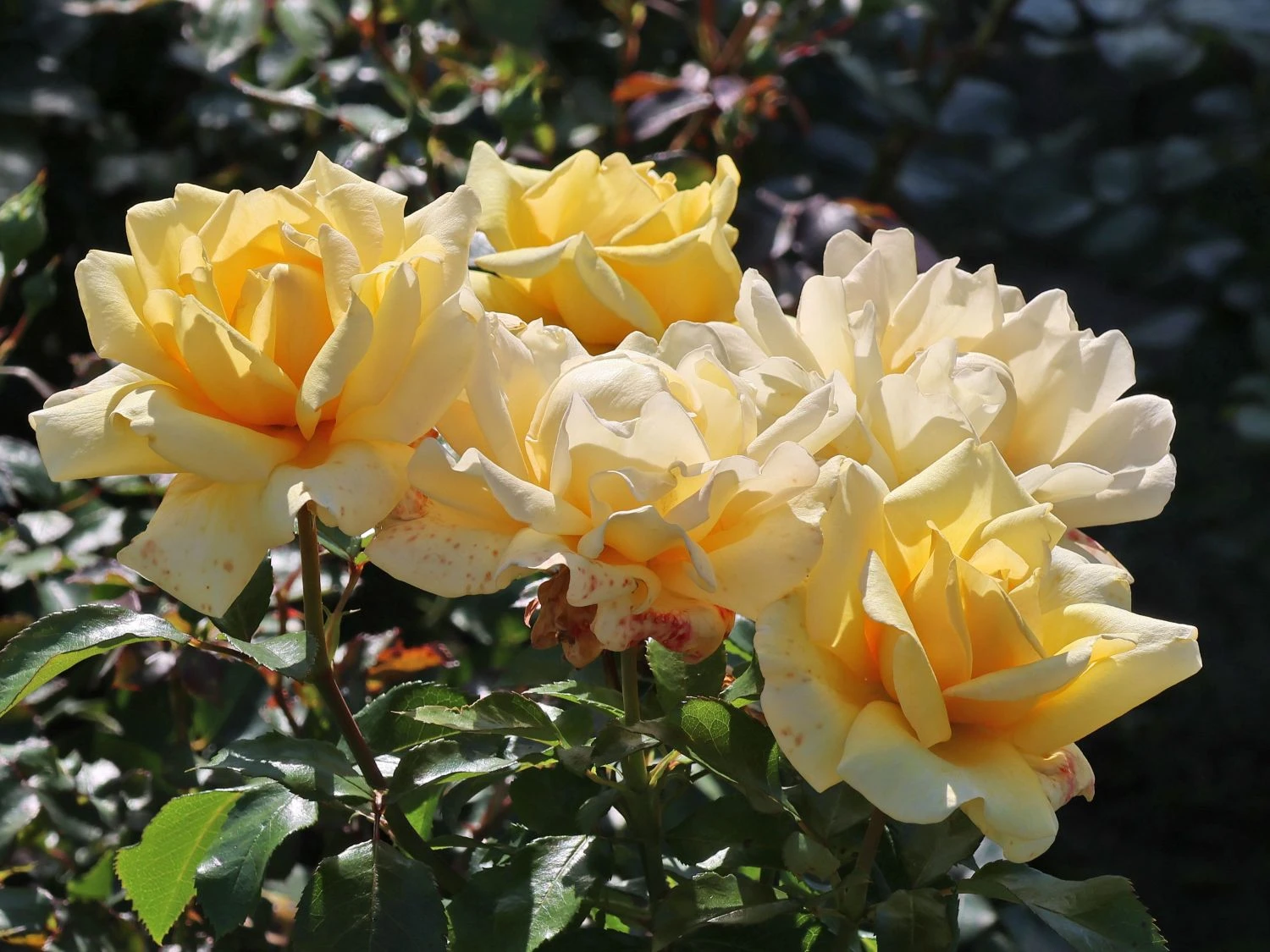 Edelrose 'Winter Sun' ® 5 Edelrose 'Winter Sun' ® – Bild 3
