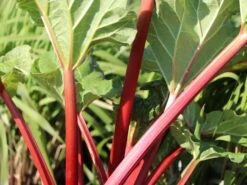 Erdbeer-Rhabarber / Himbeer-Rhabarber 'Frambozen Rood' -Angebote Blumen Takt Store erdbeer rhabarber himbeer rhabarber frambozen rood m102689 w 2