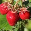 Erdbeere 'Lucky Berry' ®