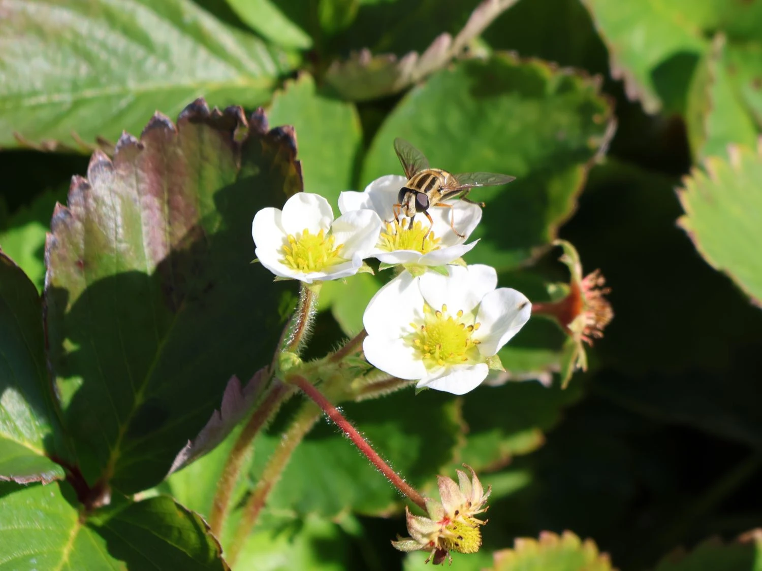 Erdbeere 'Lucky Berry' ® 4 Erdbeere 'Lucky Berry' ® – Bild 2