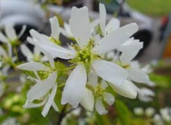 Essbare Felsenbirne 'Ballerina' -Angebote Blumen Takt Store essbare felsenbirne ballerina m009780 433422 0