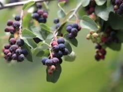 Essbare Felsenbirne 'Ballerina'