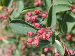 Essbare Felsenbirne 'Ballerina' -Angebote Blumen Takt Store essbare felsenbirne ballerina m009780 w 0