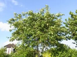 Essbare Felsenbirne 'Ballerina' -Angebote Blumen Takt Store essbare felsenbirne ballerina m009780 w 1