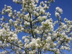 Essbare Felsenbirne 'Ballerina' -Angebote Blumen Takt Store essbare felsenbirne ballerina m009780 w 3