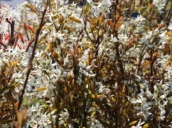 Essbare Felsenbirne 'Ballerina' -Angebote Blumen Takt Store essbare felsenbirne ballerina m009780 w 4