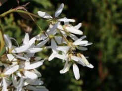 Essbare Felsenbirne 'Ballerina' -Angebote Blumen Takt Store essbare felsenbirne ballerina m009780 w 5