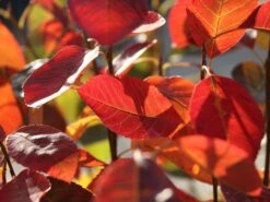 Essbare Felsenbirne 'Ballerina' -Angebote Blumen Takt Store essbare felsenbirne ballerina m009780 w 6