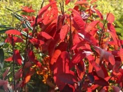 Essbare Felsenbirne 'Ballerina' -Angebote Blumen Takt Store essbare felsenbirne ballerina m009780 w 8