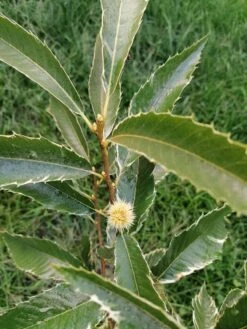 Esskastanie 'Argenteovariegata' -Angebote Blumen Takt Store esskastanie argenteovariegata m078891 995194 0