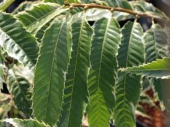 Esskastanie 'Argenteovariegata' -Angebote Blumen Takt Store esskastanie argenteovariegata m078891 w 0