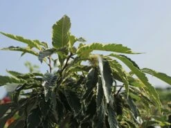 Esskastanie 'Argenteovariegata' -Angebote Blumen Takt Store esskastanie argenteovariegata m078891 w 2