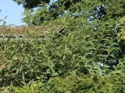 Esskastanie 'Argenteovariegata' -Angebote Blumen Takt Store esskastanie argenteovariegata m078891 w 3