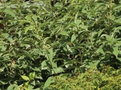 Esskastanie 'Argenteovariegata' -Angebote Blumen Takt Store esskastanie argenteovariegata m078891 w 4