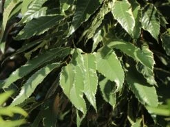 Esskastanie 'Argenteovariegata' -Angebote Blumen Takt Store esskastanie argenteovariegata m078891 w 5