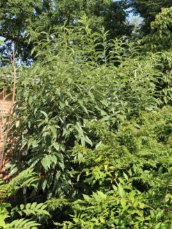 Esskastanie 'Argenteovariegata' -Angebote Blumen Takt Store esskastanie argenteovariegata m078891 w 6