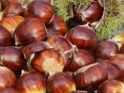 Esskastanie 'Argenteovariegata' -Angebote Blumen Takt Store esskastanie argenteovariegata m078891 w 7