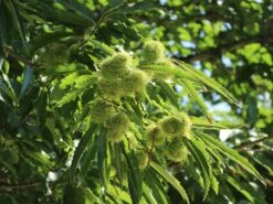Esskastanie 'Marsol' -Angebote Blumen Takt Store esskastanie marsol m056497 w 1