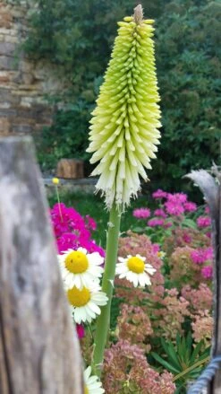 Fackellilie 'Green Jade' -Angebote Blumen Takt Store fackellilie green jade m059335 193676 0