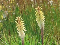 Fackellilie 'Green Jade' -Angebote Blumen Takt Store fackellilie green jade m059335 w 1