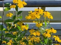 Fallschirm-Sonnenhut 'Juligold' -Angebote Blumen Takt Store fallschirm sonnenhut juligold m060158 1204801 0