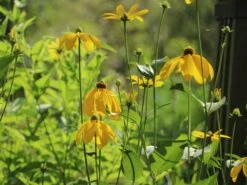 Fallschirm-Sonnenhut 'Juligold' -Angebote Blumen Takt Store fallschirm sonnenhut juligold m060158 w 0