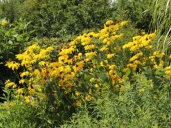 Fallschirm-Sonnenhut 'Juligold' -Angebote Blumen Takt Store fallschirm sonnenhut juligold m060158 w 2