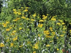 Fallschirm-Sonnenhut 'Juligold' -Angebote Blumen Takt Store fallschirm sonnenhut juligold m060158 w 3