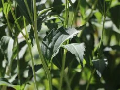 Fallschirm-Sonnenhut 'Juligold' -Angebote Blumen Takt Store fallschirm sonnenhut juligold m060158 w 5