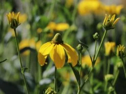 Fallschirm-Sonnenhut 'Juligold' -Angebote Blumen Takt Store fallschirm sonnenhut juligold m060158 w 6