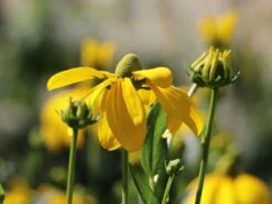 Fallschirm-Sonnenhut 'Juligold' -Angebote Blumen Takt Store fallschirm sonnenhut juligold m060158 w 8