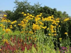 Fallschirm-Sonnenhut 'Juligold' -Angebote Blumen Takt Store fallschirm sonnenhut juligold m060158 w 9