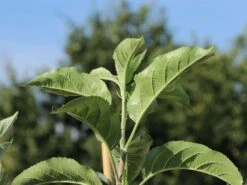 Familienbaum Apfel '3 Sorten Als Spalier Gezogen' -Angebote Blumen Takt Store familienbaum apfel 3 sorten als spalier gezogen m113602 w 1