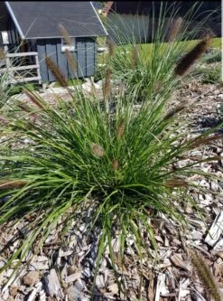 Federborstengras -Angebote Blumen Takt Store federborstengras m055707 193676 0