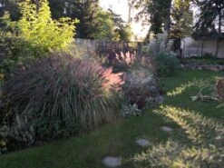 Federborstengras -Angebote Blumen Takt Store federborstengras m055707 695977 0