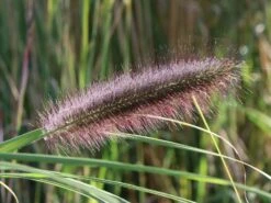 Federborstengras -Angebote Blumen Takt Store federborstengras m055707 w 2