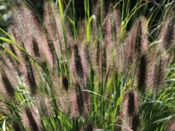 Federborstengras -Angebote Blumen Takt Store federborstengras m055707 w 4