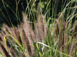 Federborstengras -Angebote Blumen Takt Store federborstengras m055707 w 5