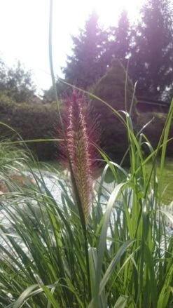 Federborstengras 'Moudry' -Angebote Blumen Takt Store federborstengras moudry m059840 193676 0