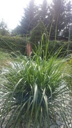 Federborstengras 'Moudry' -Angebote Blumen Takt Store federborstengras moudry m059840 193676 1