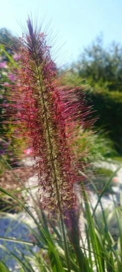 Federborstengras 'Moudry' -Angebote Blumen Takt Store federborstengras moudry m059840 80497 2